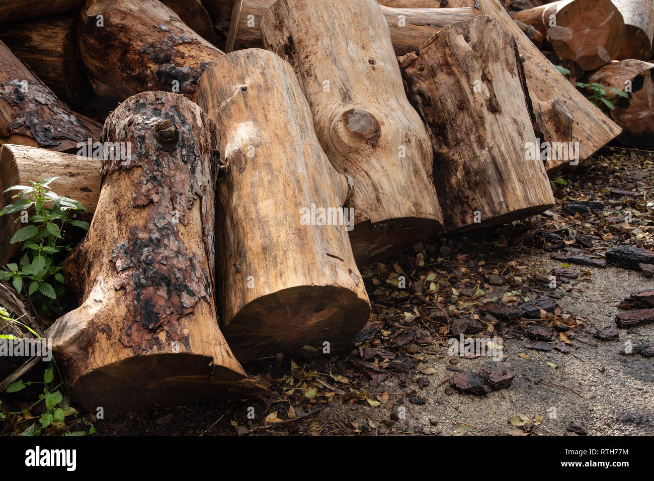 Piles of hard wood from trees used to make charcoal or burned in a