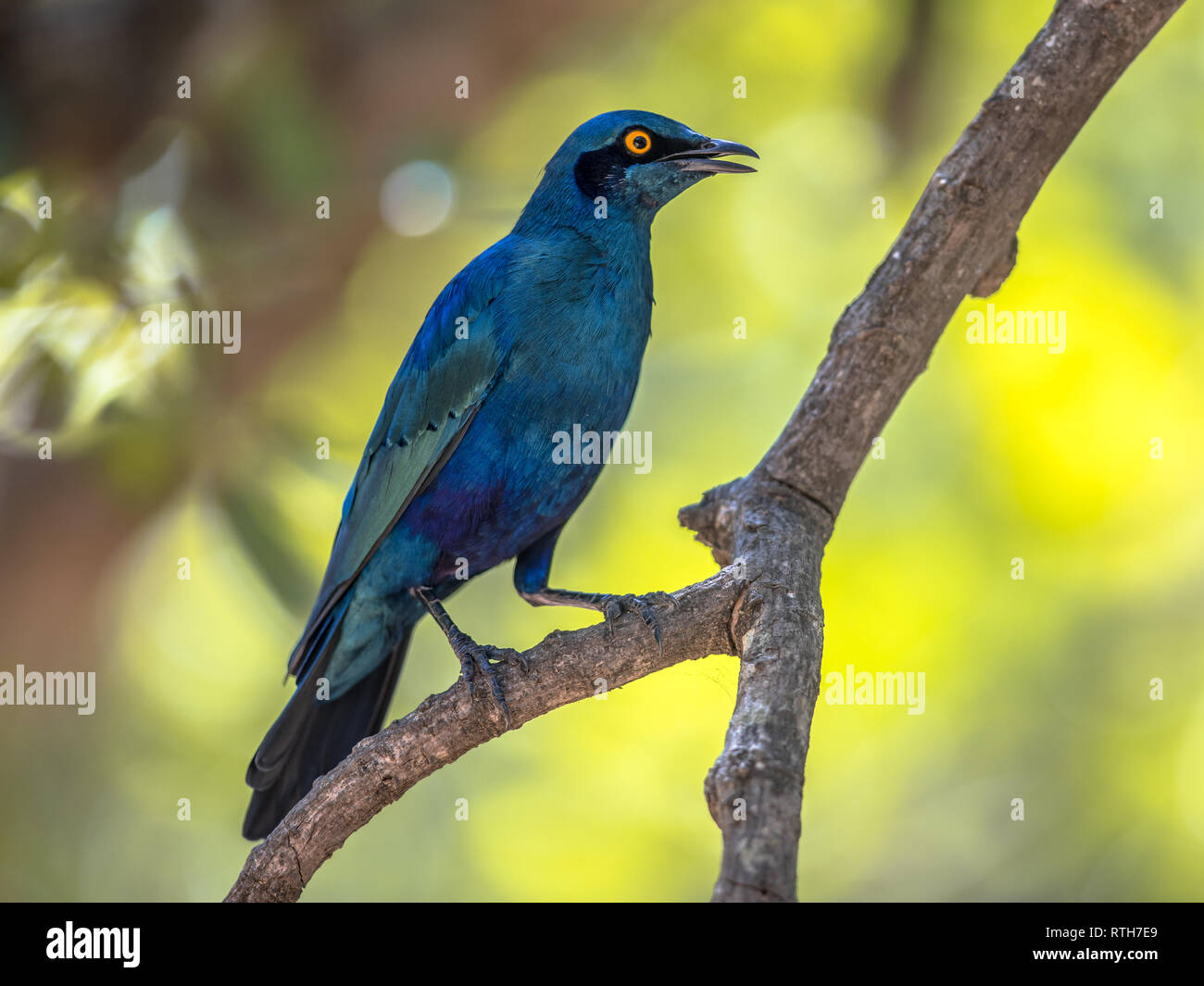 Greater blue-eared Starling (Lamprotornis chalybaeus) bird perched in shade of tree in Kruger national park South Africa Stock Photo