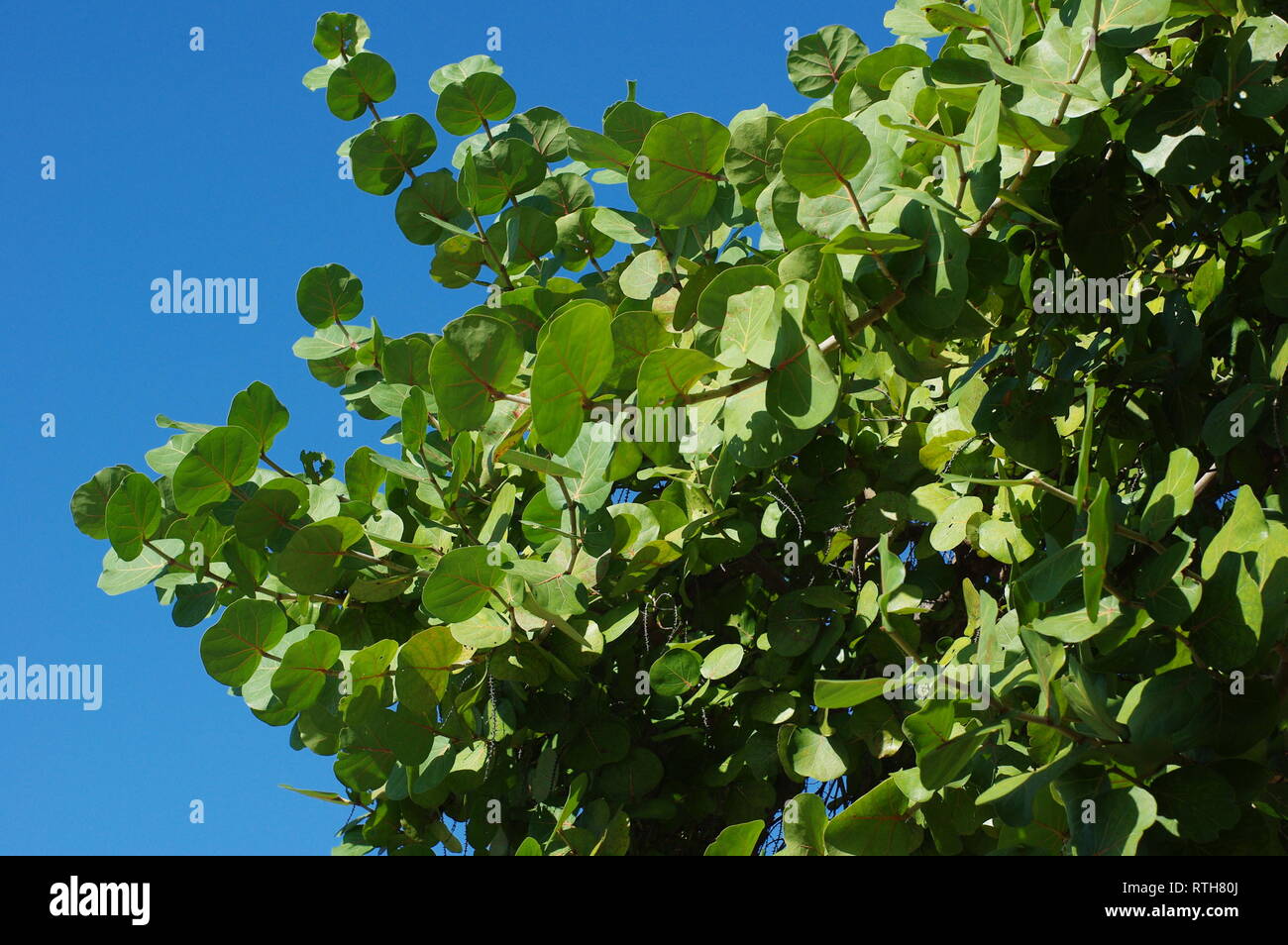 Sea Grape Trees High Resolution Stock Photography And Images Alamy Sea Grape Trees High Resolution Stock Photography And Images Alamy