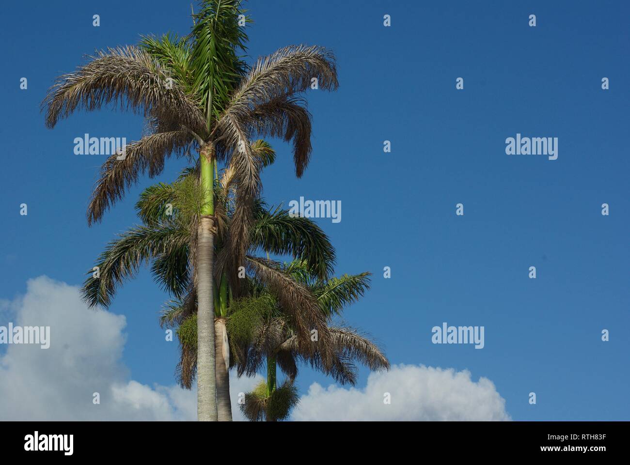 Palm trees in Florida Stock Photo Alamy
