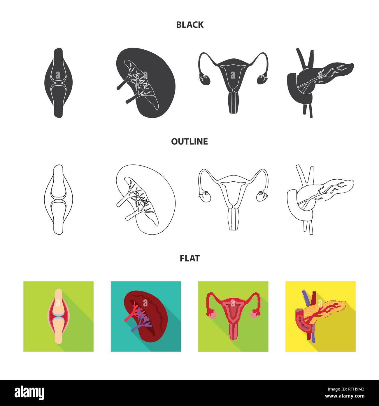 bone,kidney,urinary,pancreas,tendon,system,endocrine,ligament,beans