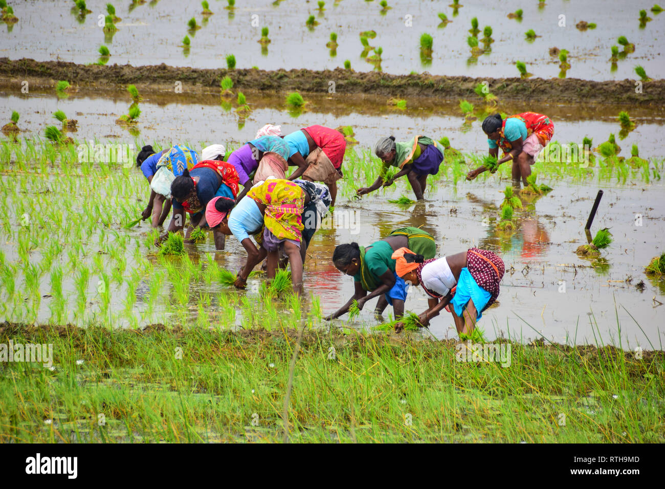 India tamil nadu rice farming hi-res stock photography and images - Alamy