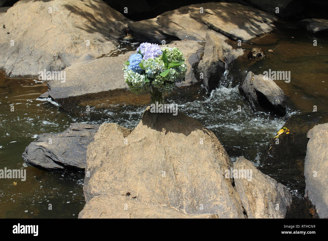 Hydrangea Covered Rivers Hydrangeas on Deep River Stock Photo - Alamy
