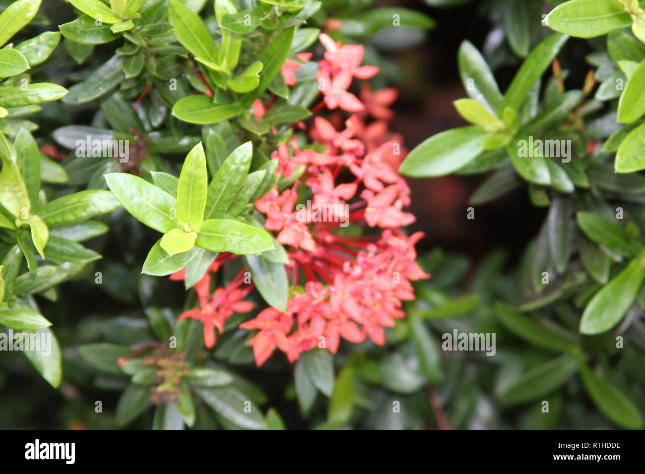 Ixora Flower Stock Photo