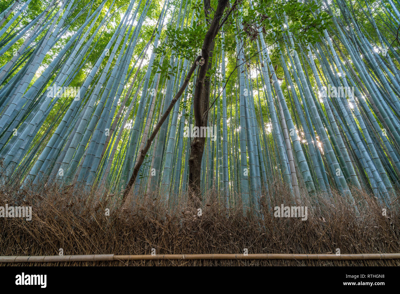 Early morning sunstars at Arashiyama Bamboo forest Stock Photo