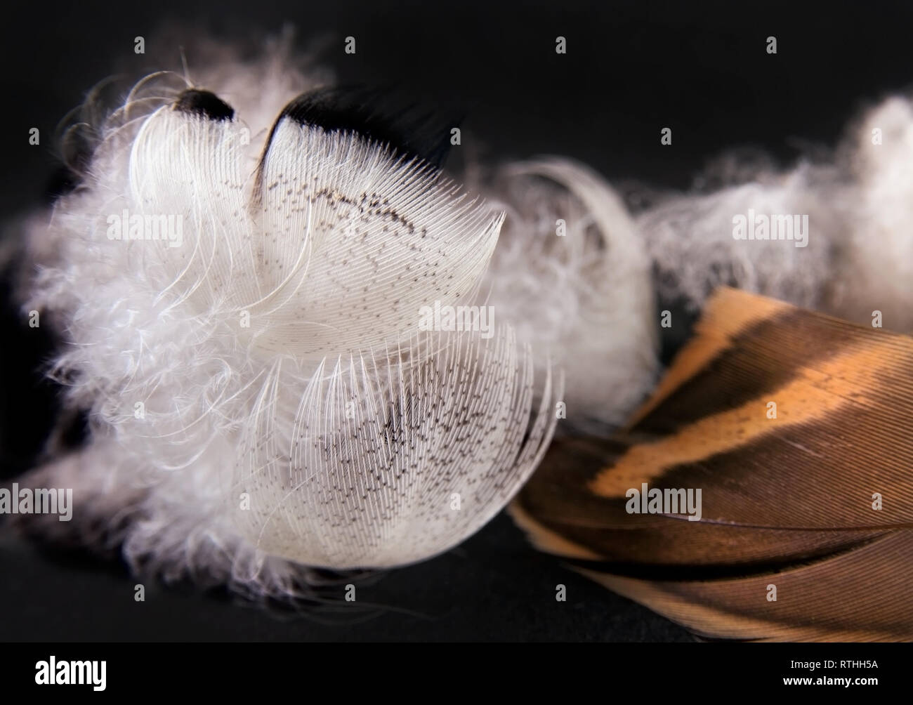 Duck feathers on a black background. Close up image Stock Photo Alamy