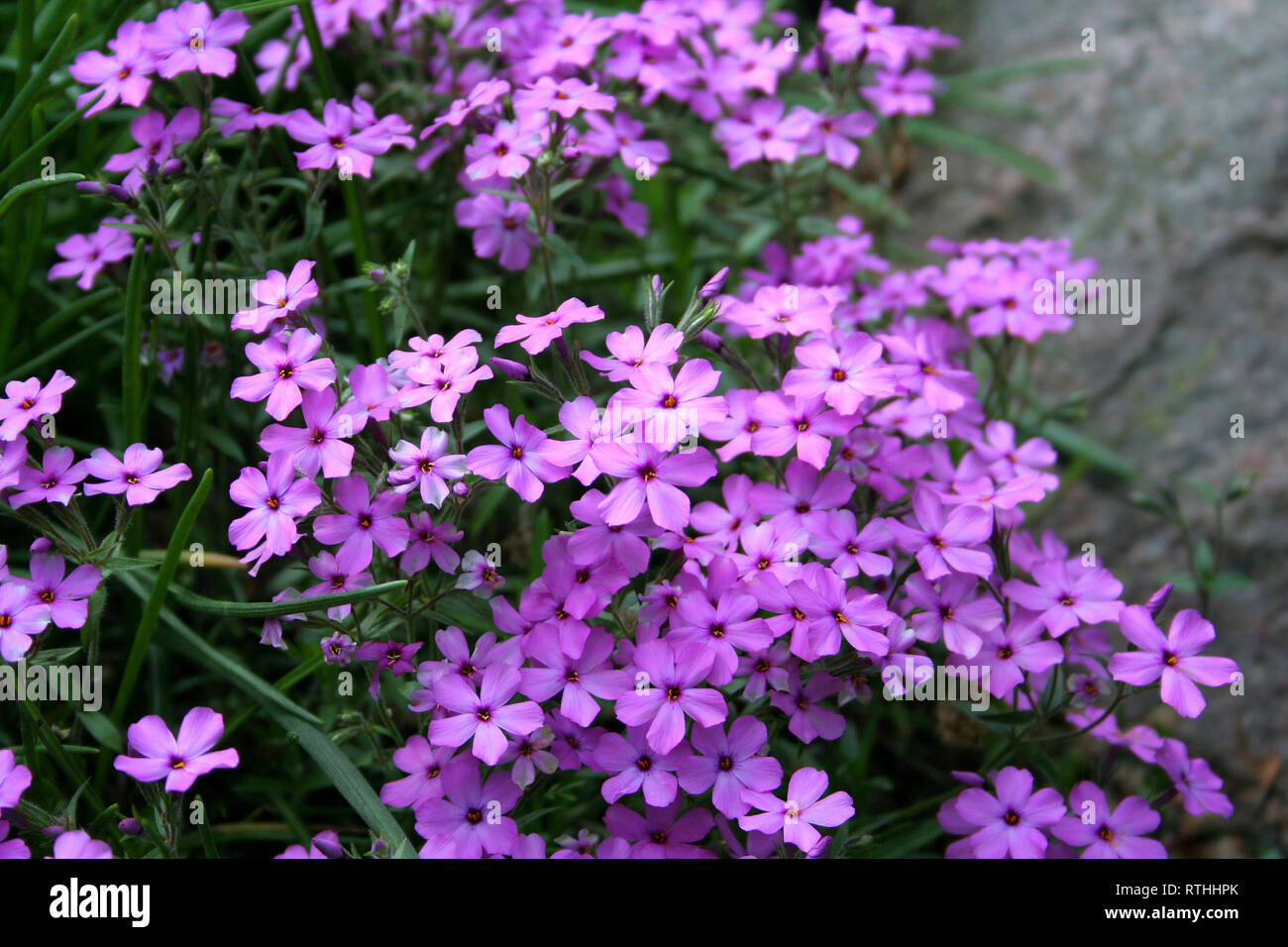 purple flowers in the garden Stock Photo - Alamy