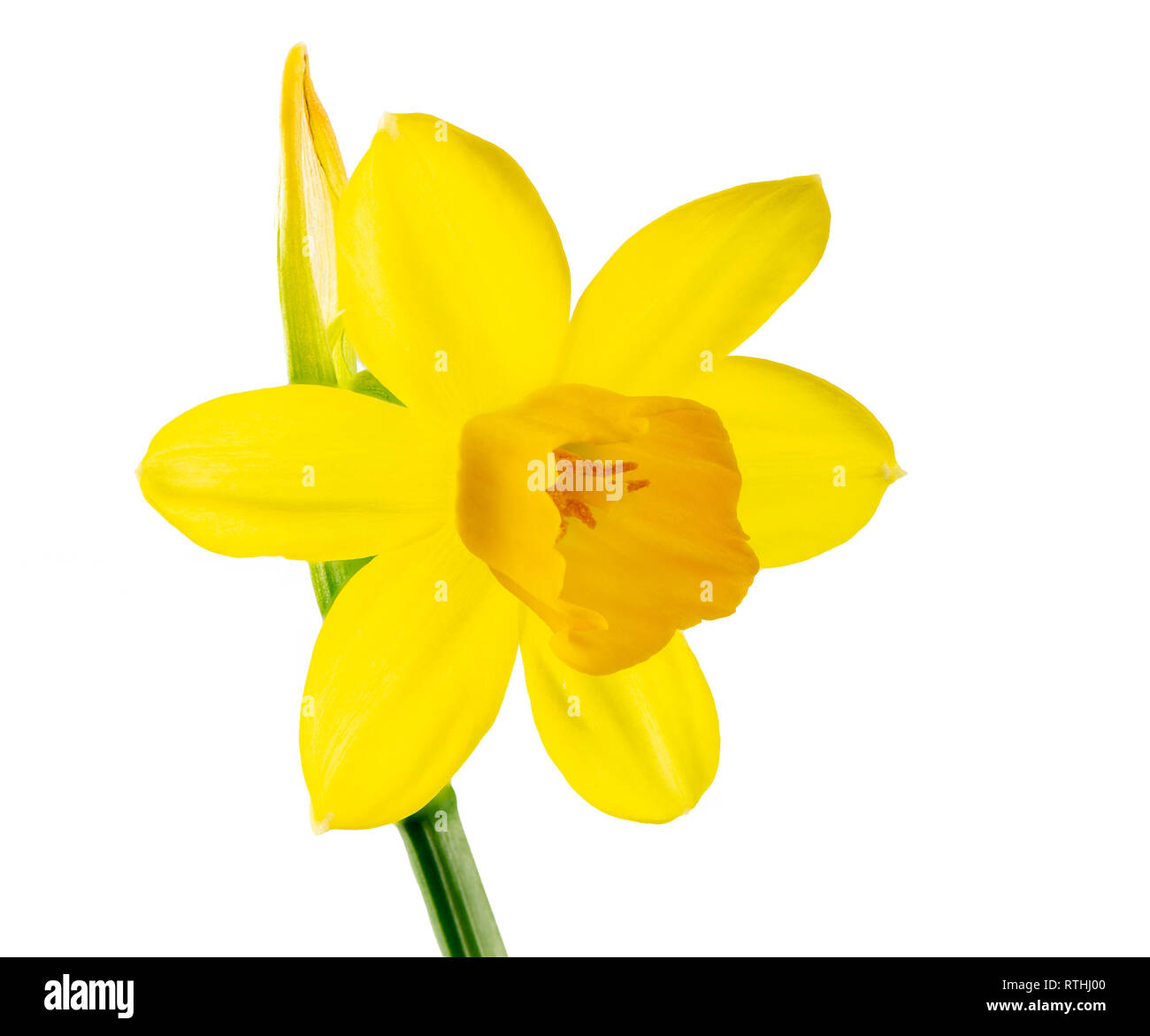 Macro of a isolated yellow daffodil flower blossom Stock Photo