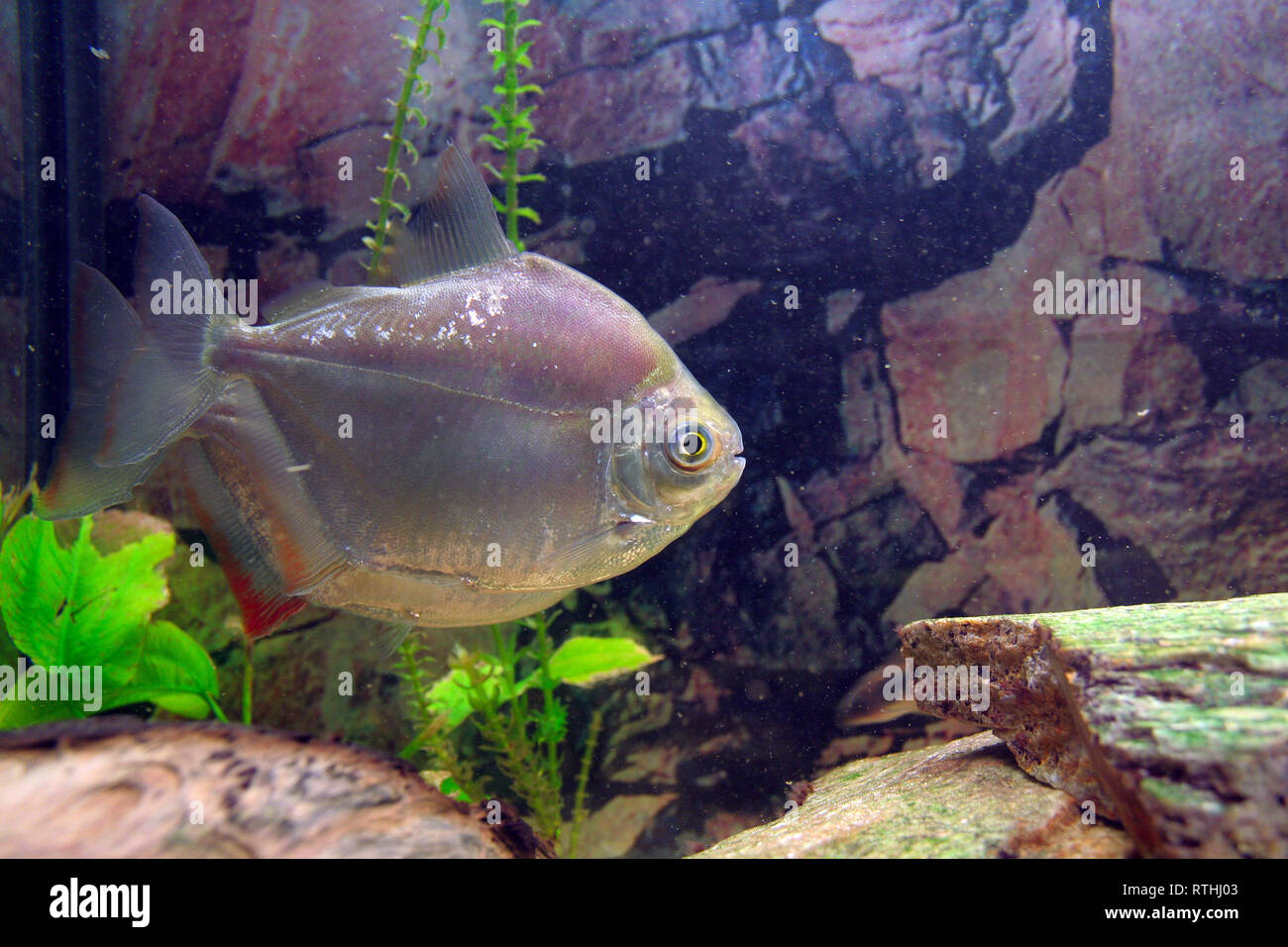 aquarium fish - silver dollar (Metynnis hypsauchen) Stock Photo