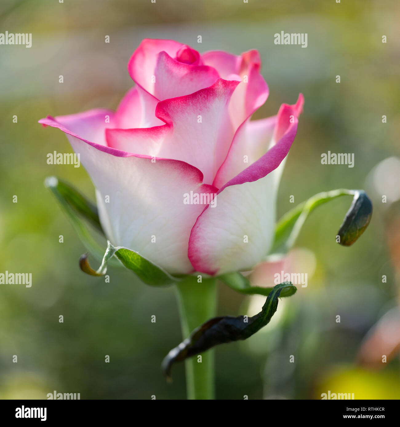 pink and white roses in dutch greenhouse in the netherlands Stock Photo