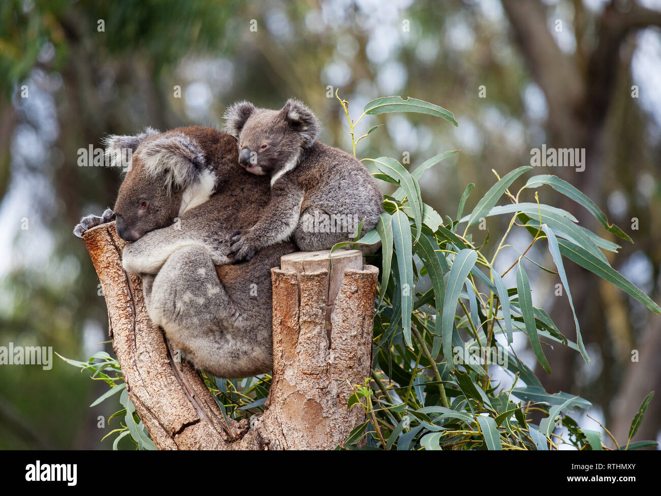 Page 3 Big Koala High Resolution Stock Photography And Images Alamy Page 3 Big Koala High Resolution Stock Photography And Images Alamy