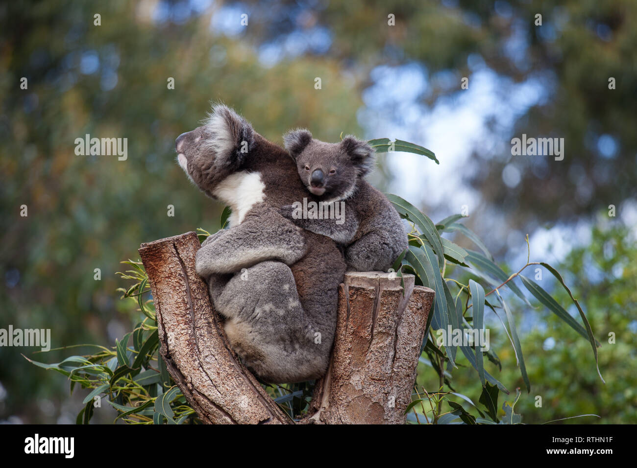 Cute Embracing Couple Of Australian Koala Bears Mother And Its Baby Sleeping On An Eucalyptus Tree Stock Photo Alamy Cute Embracing Couple Of Australian Koala Bears Mother And Its Baby Sleeping On An Eucalyptus Tree Stock Photo Alamy