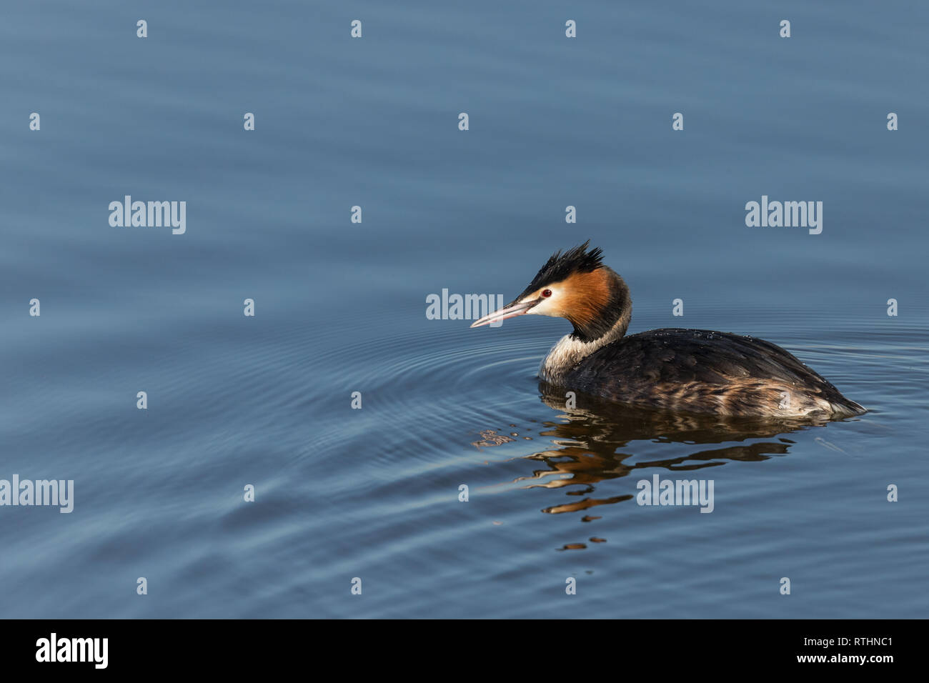 Royal society for the protection of birds wildlife hires stock