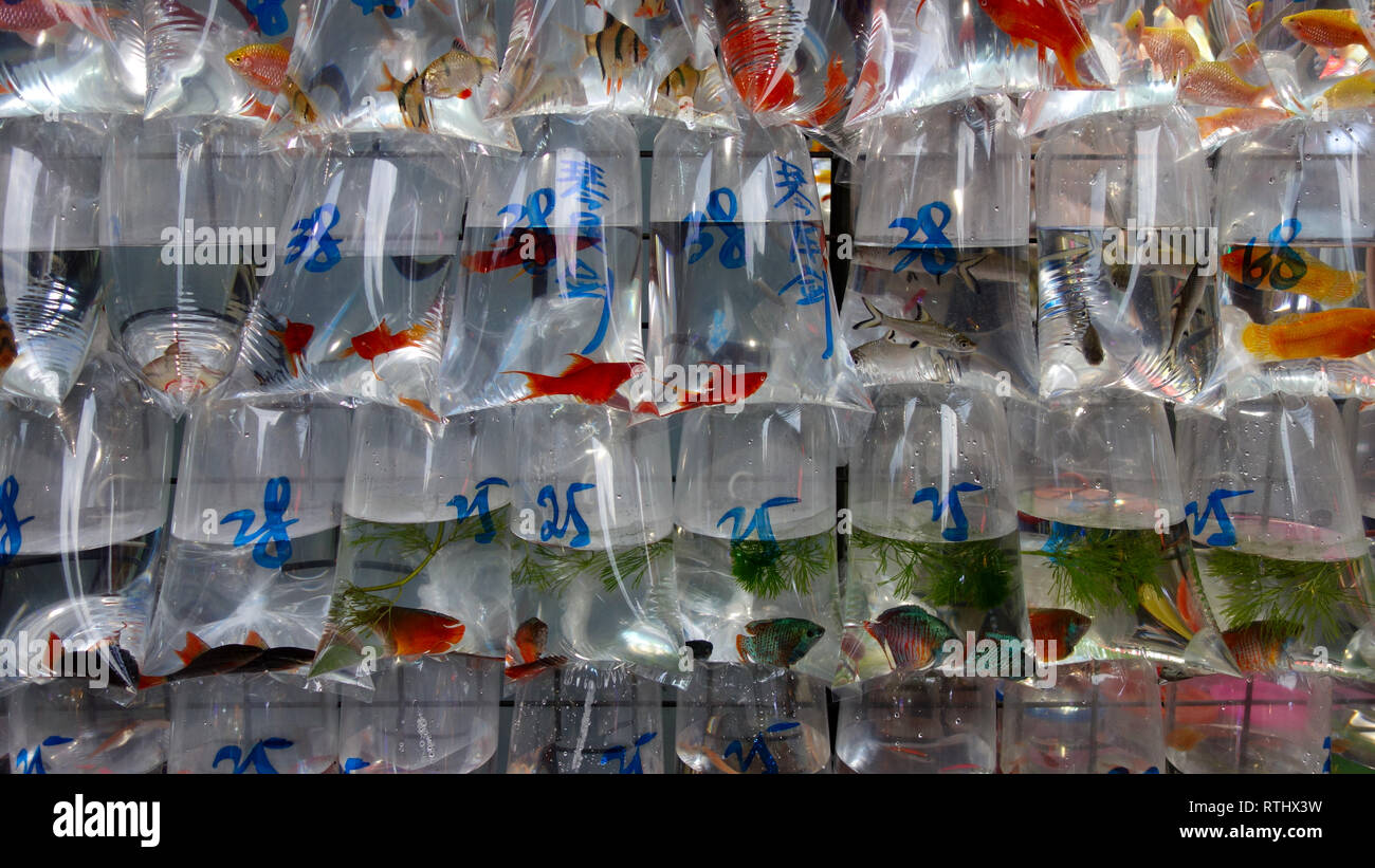 Hong Kong, Gold Fish Market Stock Photo Alamy