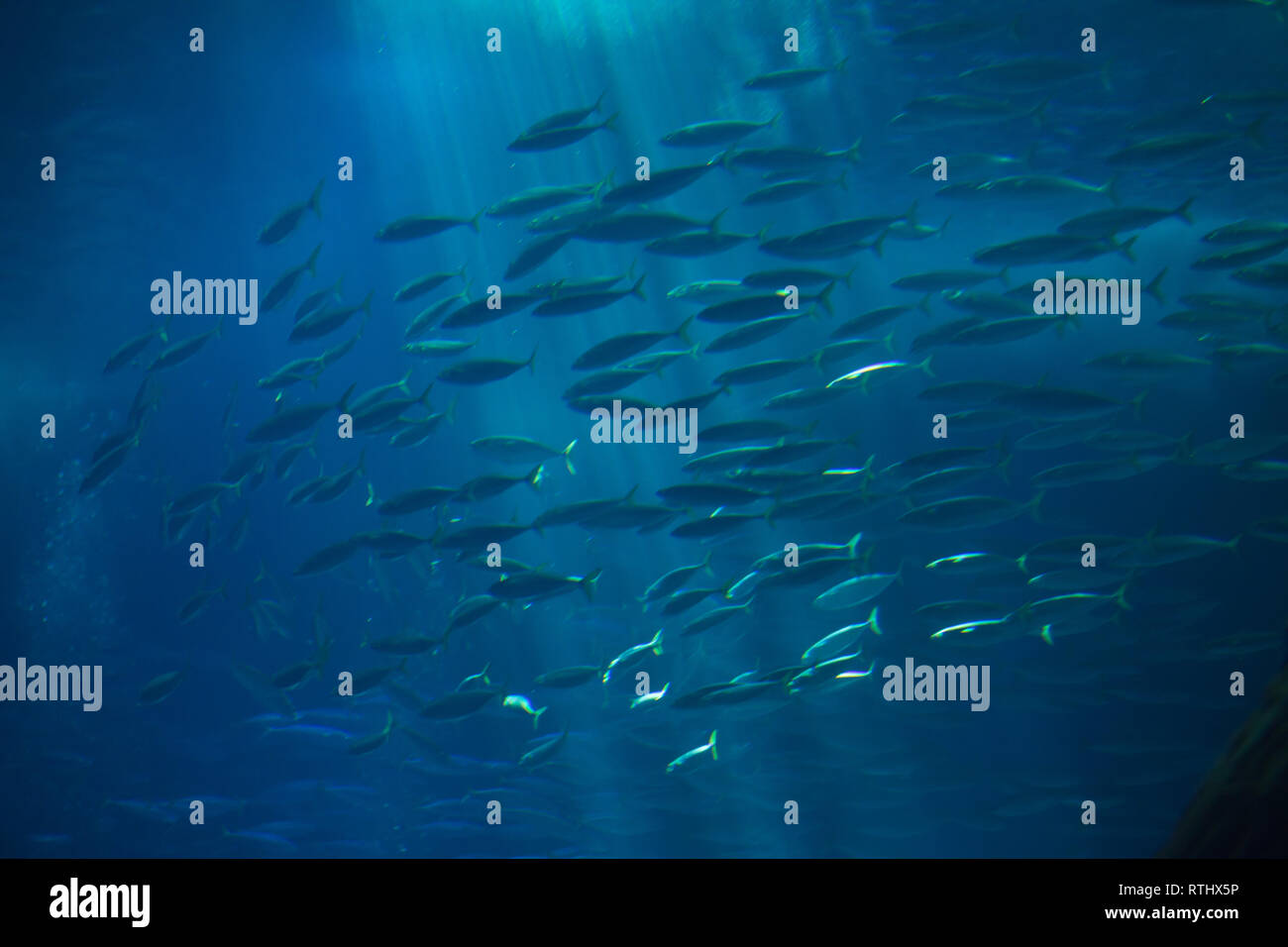 Atlantic chub mackerel (Scomber colias). Stock Photo