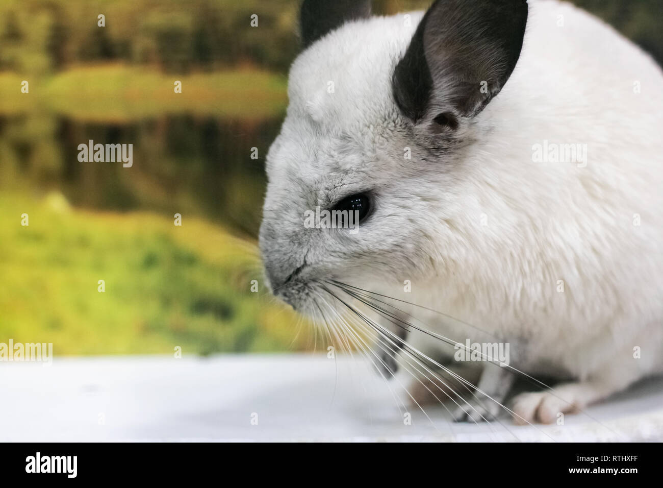 Gray chinchilla sitting on a branch close up, pet rodent Stock Photo