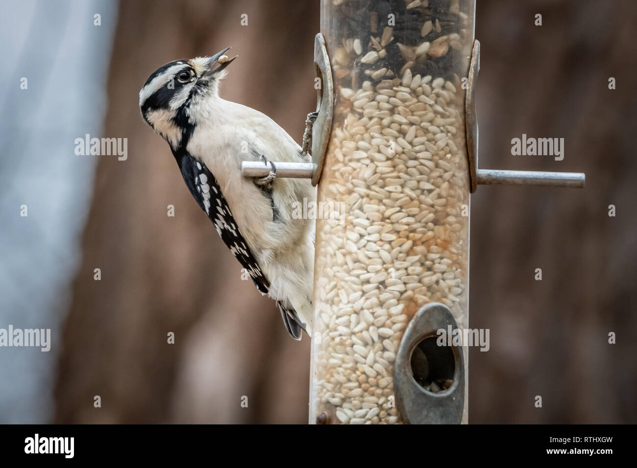 Pine Cone Bird Feeder Stock Photos Pine Cone Bird Feeder Stock