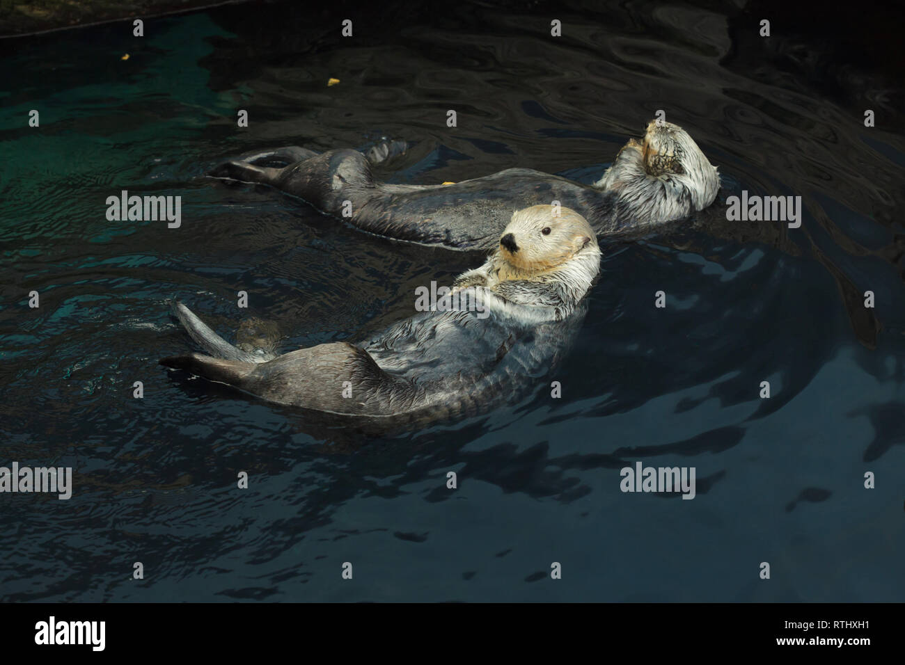 Sea otters (Enhydra lutris) swimming in the Lisbon Oceanarium (Oceanário de Lisboa) in Lisbon, Portugal. Stock Photo