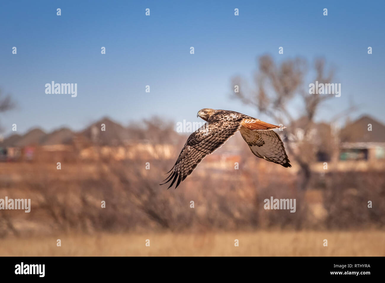 Red-tailed Hawk (buteo jamaicensis)in flight Stock Photo - Alamy
