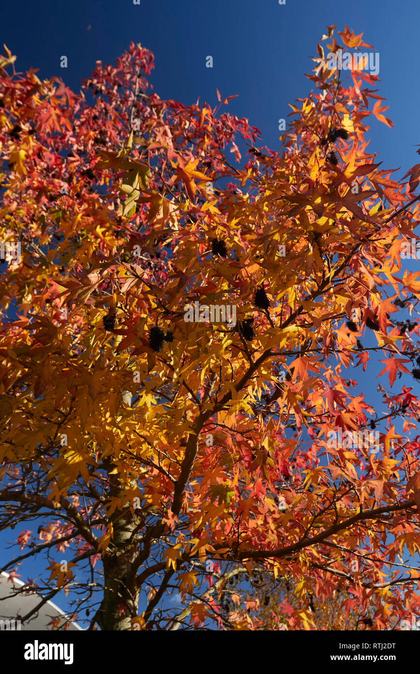 Birdseye maple wood hires stock photography and images Alamy