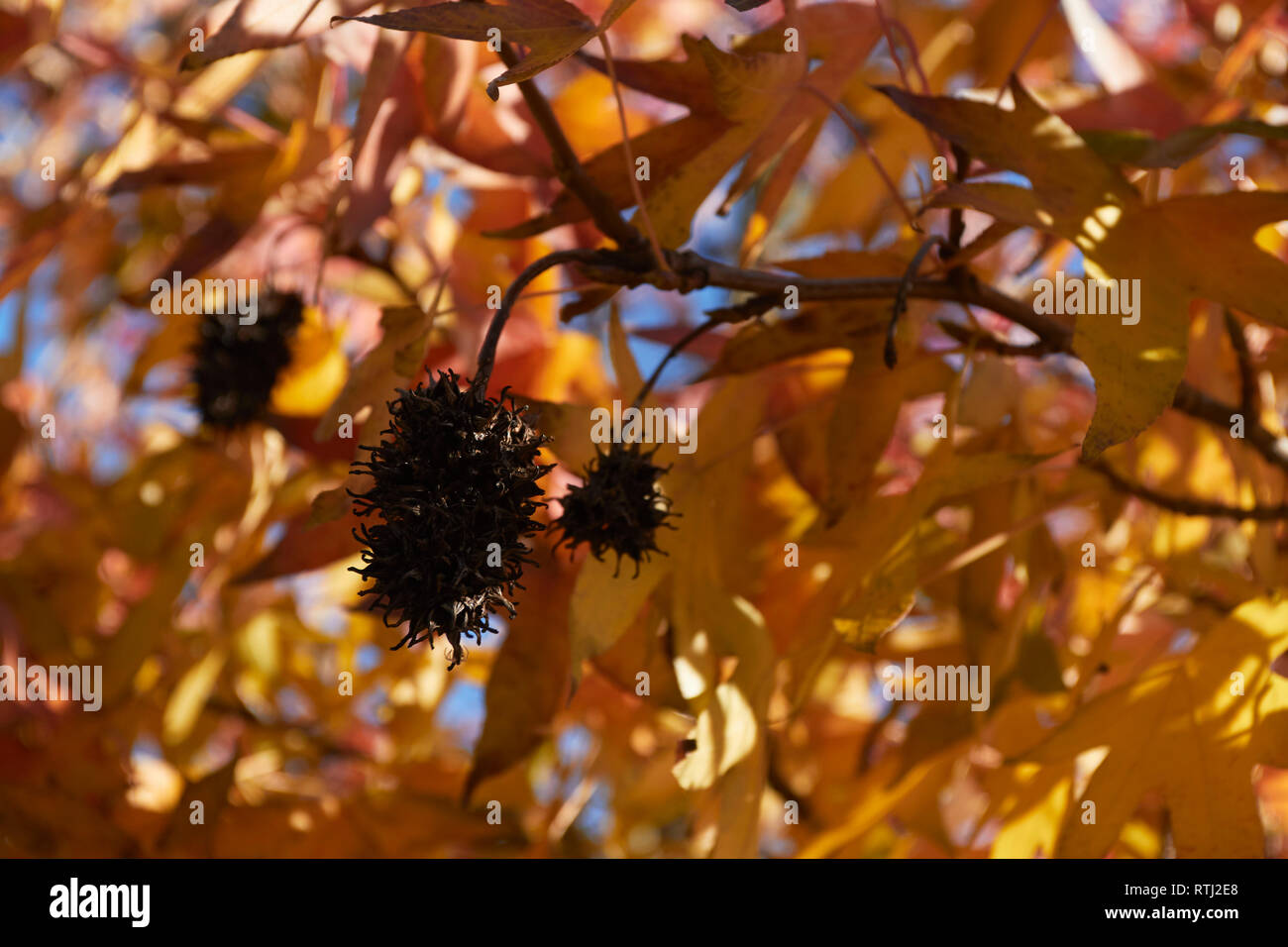Maple leaves nature photograph Stock Photo