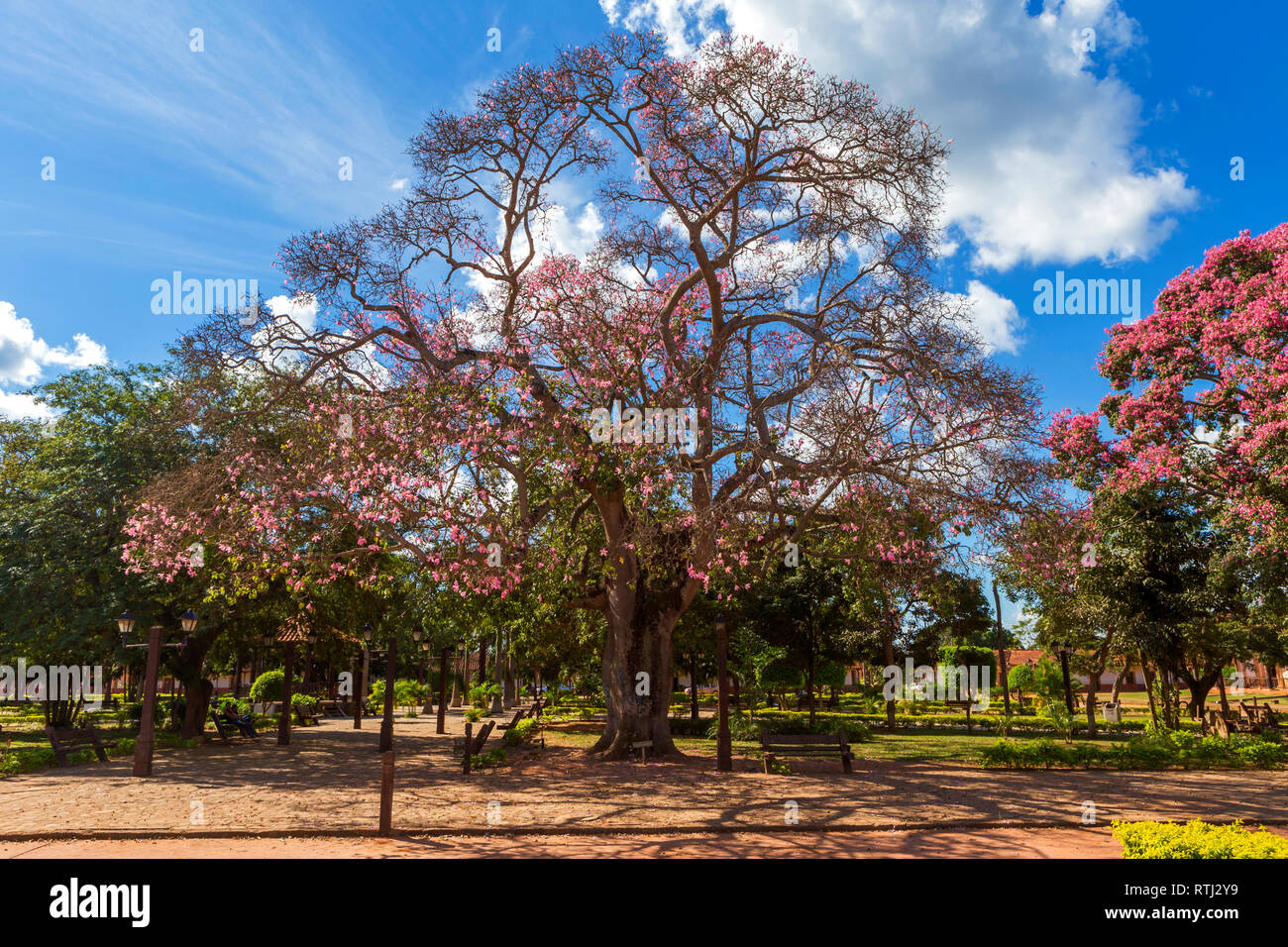 Silk Floss Tree Ceiba Speciosa Concepcion Santa Cruz Department Bolivia Stock Photo Alamy