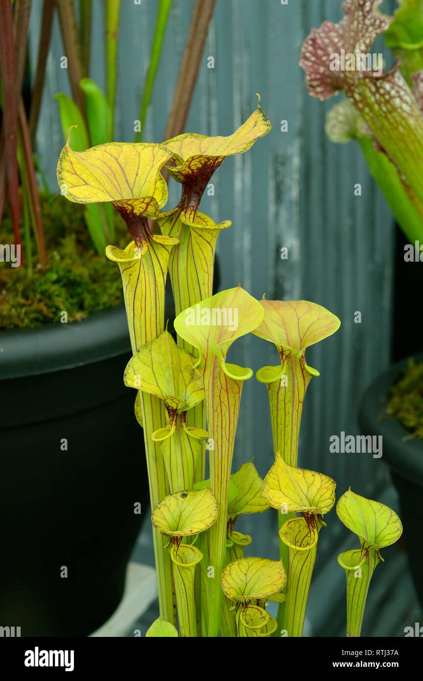 North American pitcher plant Latin name Sarracenia flava are vase-shaped carnivorous plants. They use scent, nectar and colour to attract insects. Stock Photo