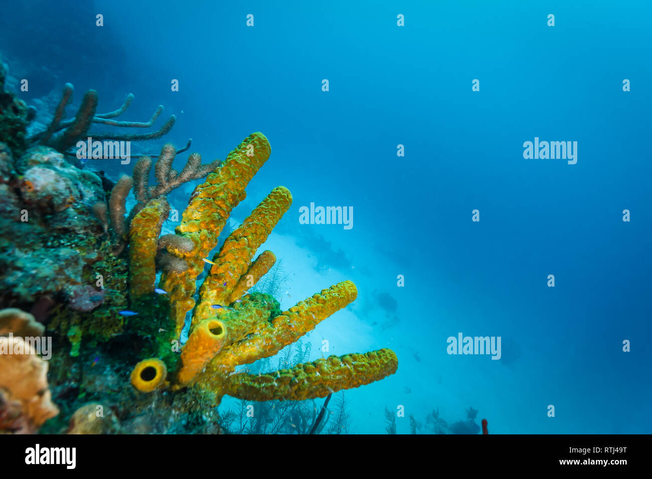Closeup of tube coral and sponges on side of coral colony Stock Photo