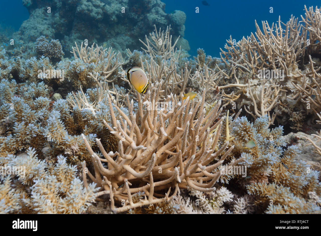 Moorish Idol fish swims in branching coral Stock Photo