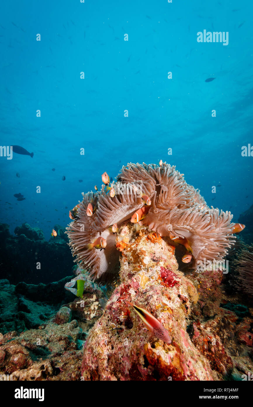 Closeup of ocellaris clownfish that dwelling  among the tentacles of Ritteri sea anemones for protection Stock Photo