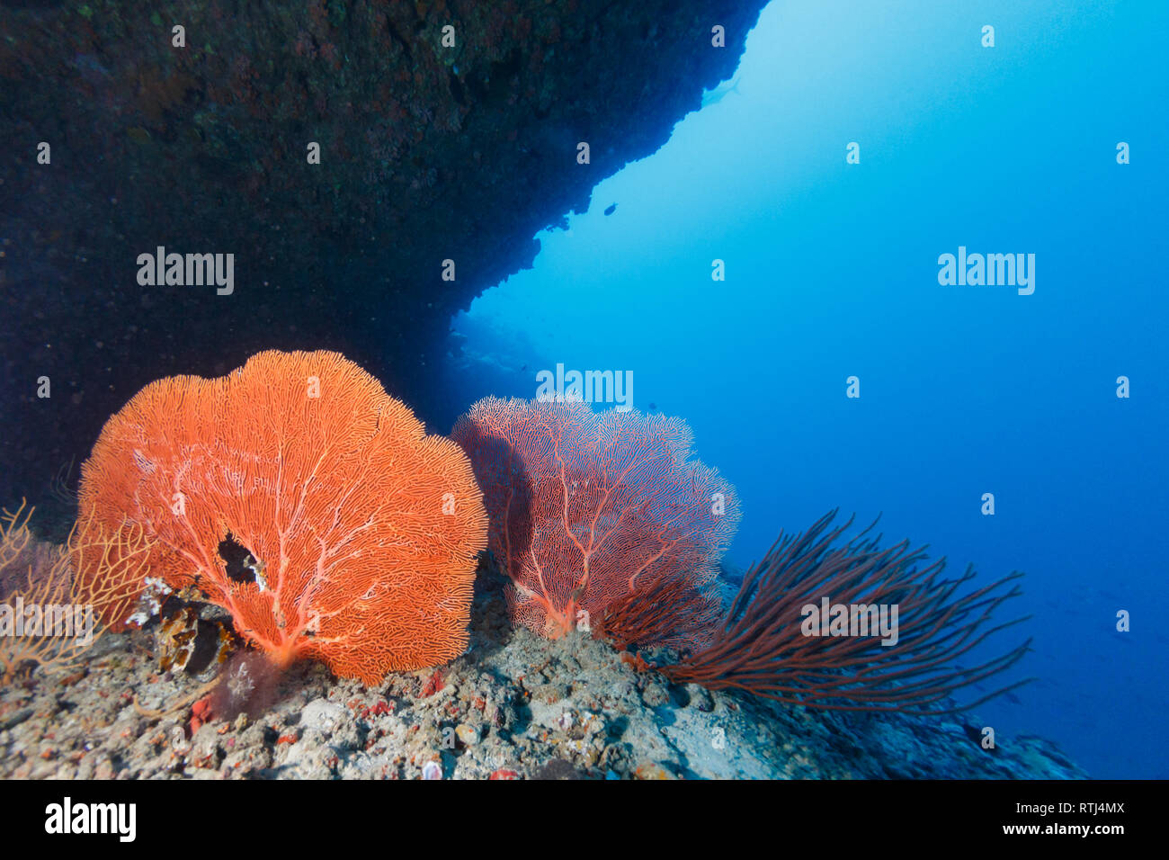 orange-sea-fan-and-branching-coral-spotlighted-under-coral-cliff-stock