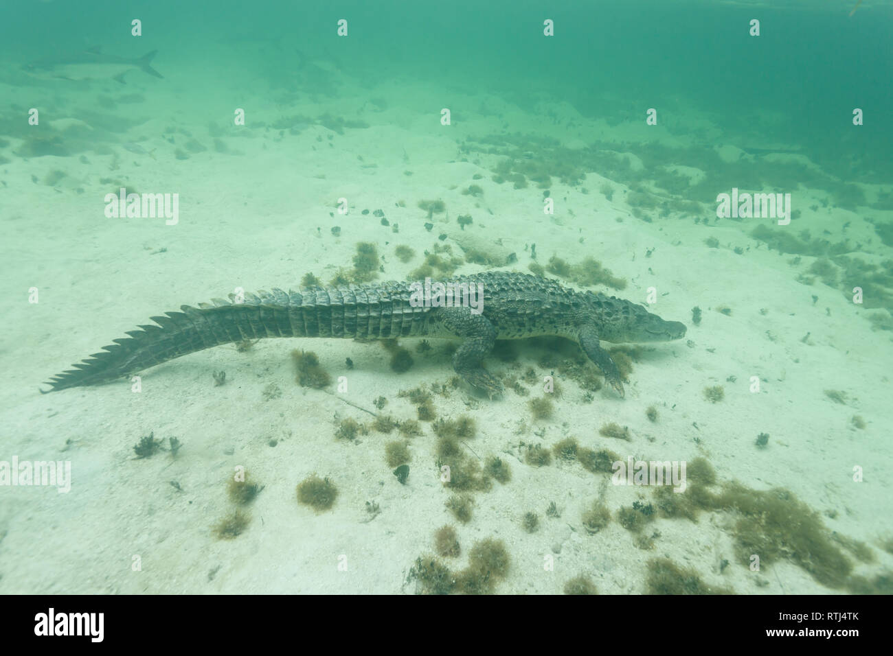 Closeup of a American crocodile ,  Crocodylus acutus,  , swimming in shoal amid sharks and other reef marine life Stock Photo