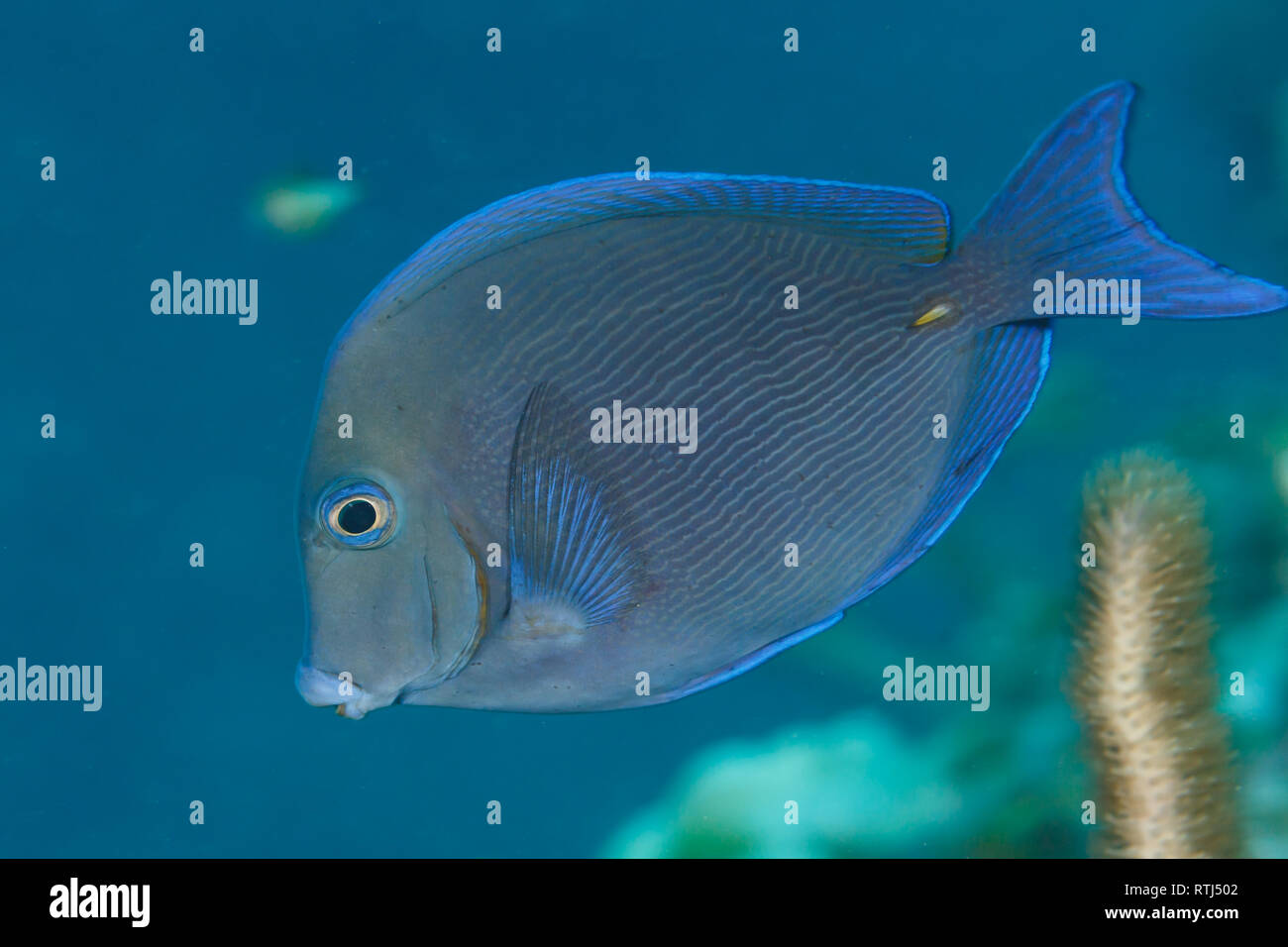 Closeup of grey blue fish with neon blue horizontal stripes and tail Stock  Photo - Alamy, image size:1300x956