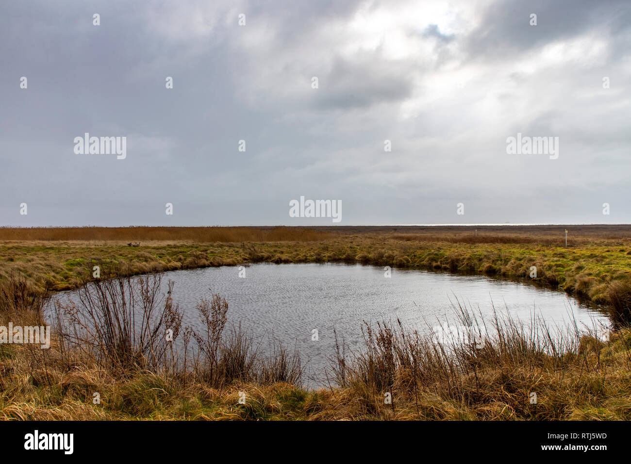 North Sea island Langeoog, East Friesland, Lower Saxony, landscape in the interior of the island, winter, pond,  Germany, Stock Photo