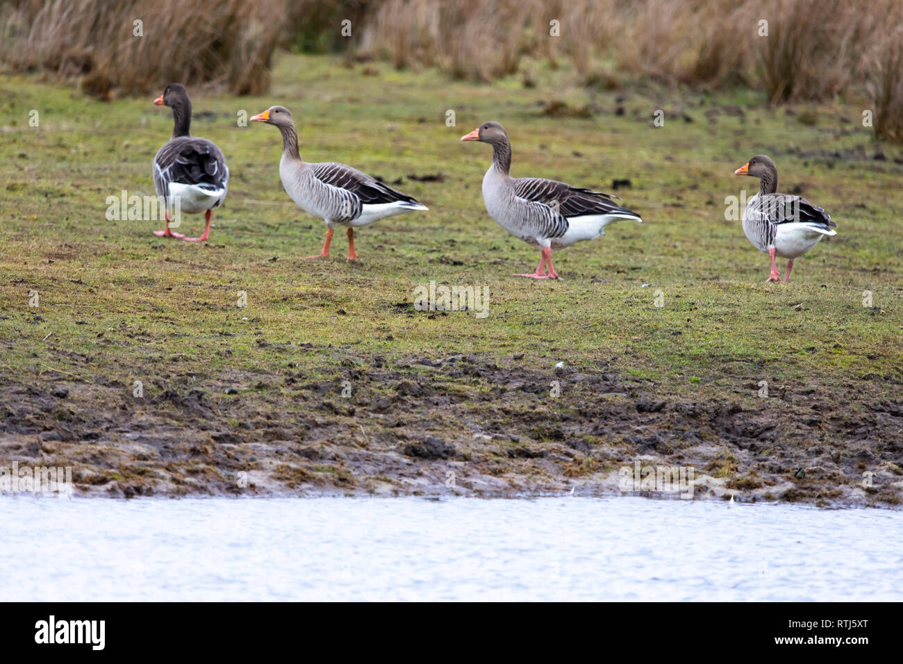 North Sea island Langeoog, East Frisia, Lower Saxony, Canada geese, Stock Photo