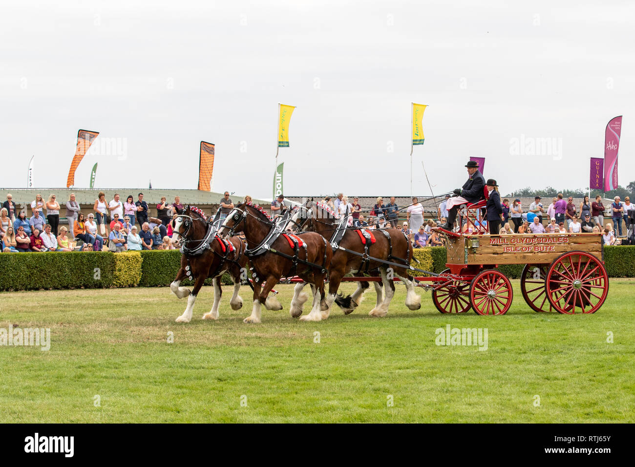 Harrogate Races Harrogate, North Yorkshire, UK - July 12th, 2018: Heavy Horses Turnout ...