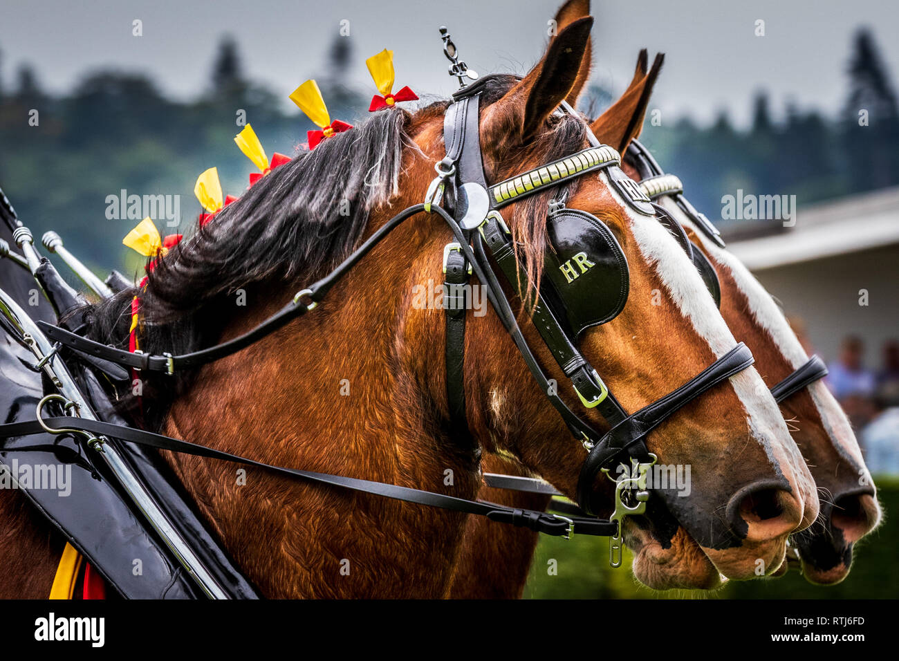 Great yorkshire show heavy horses hires stock photography and images