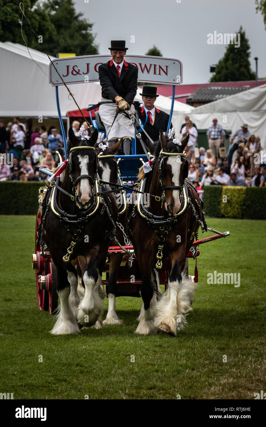 Great yorkshire show heavy horses hires stock photography and images