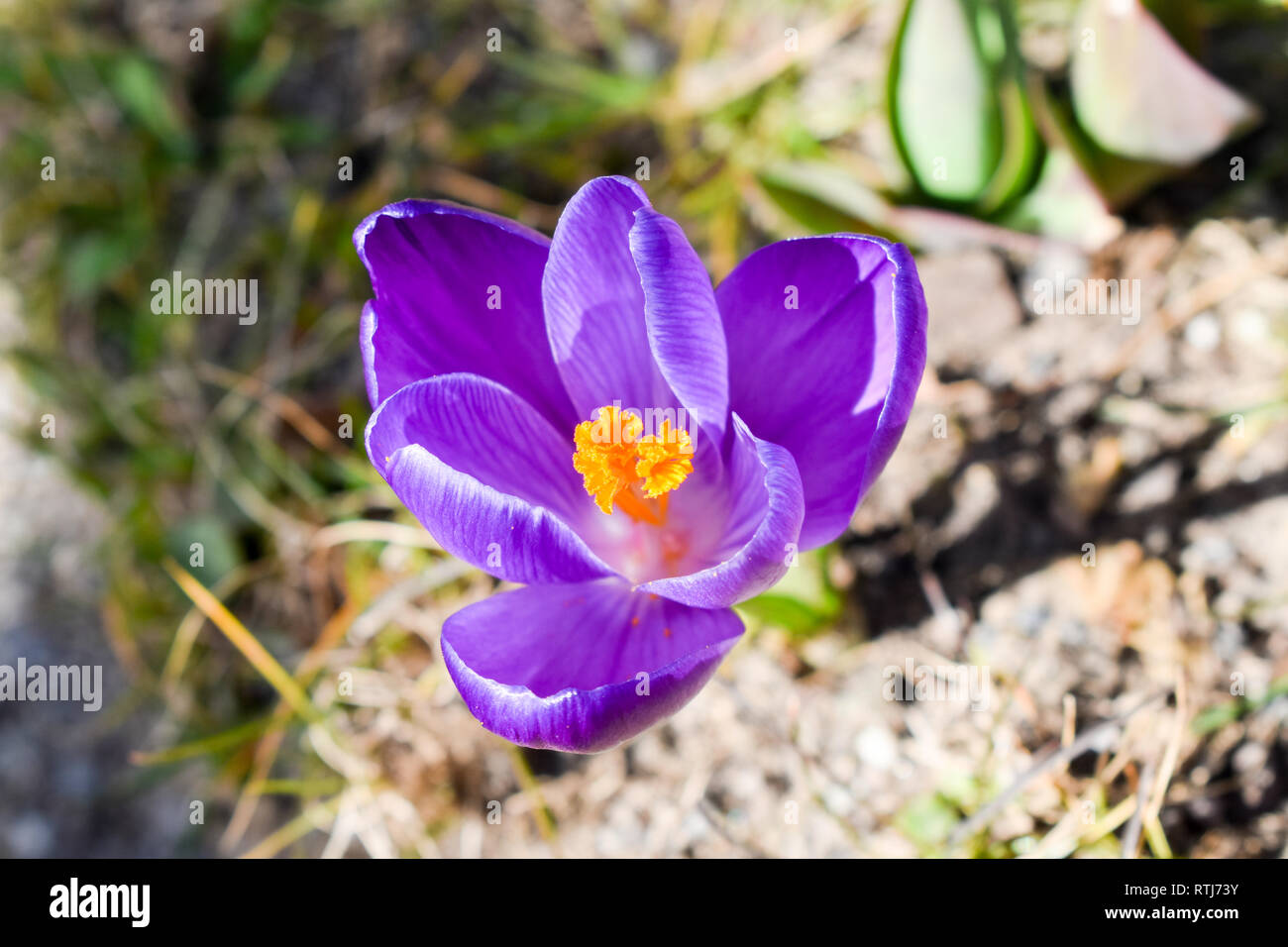 Violet crocus spring flower. Stock Photo