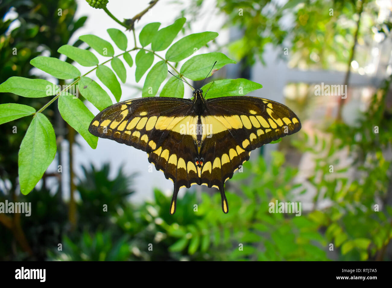 Giant Swallowtail butterfly (Papilio cresphontes). Stock Photo