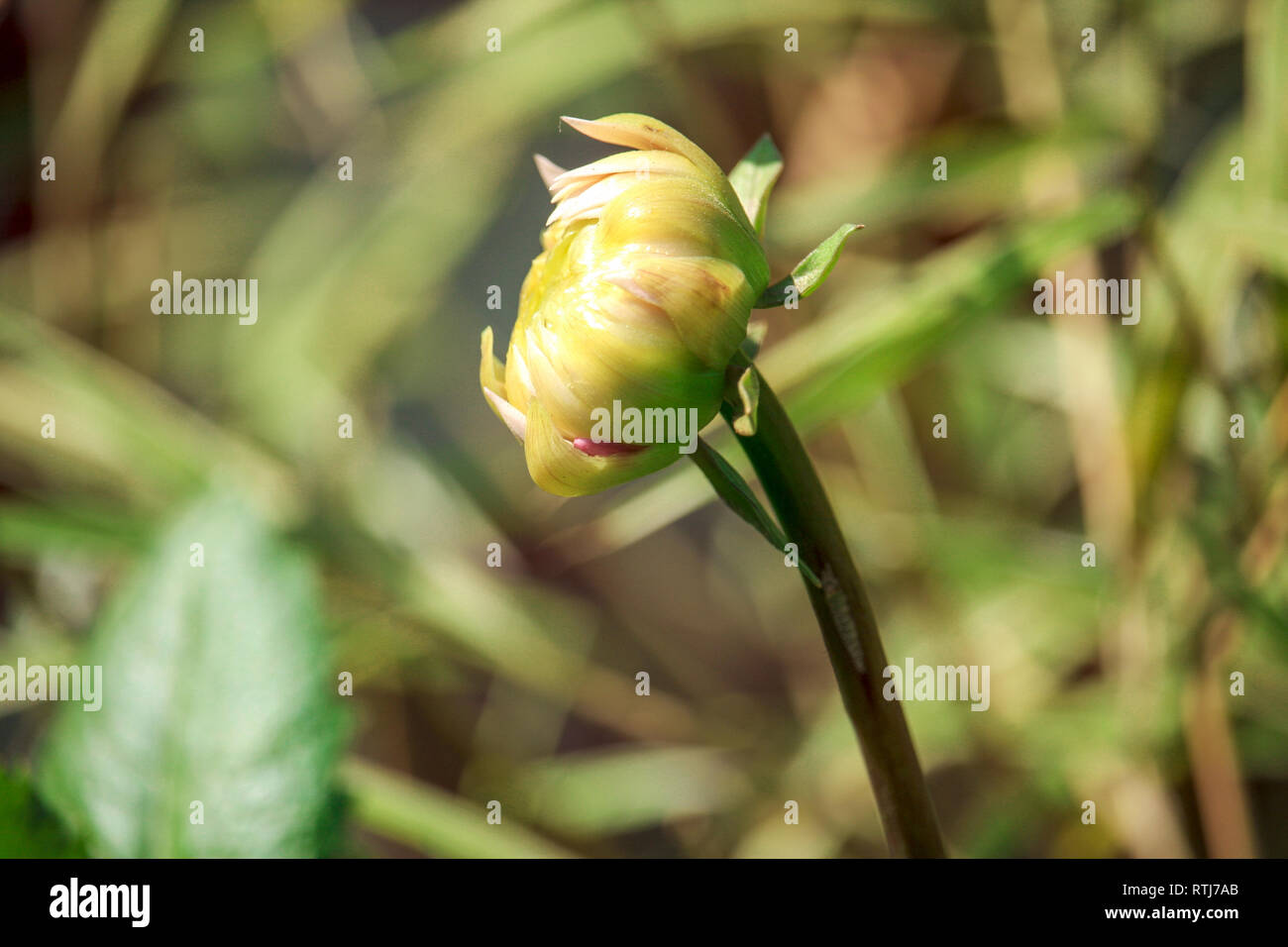 Organic Dahlia Flower Bud Stock Photo