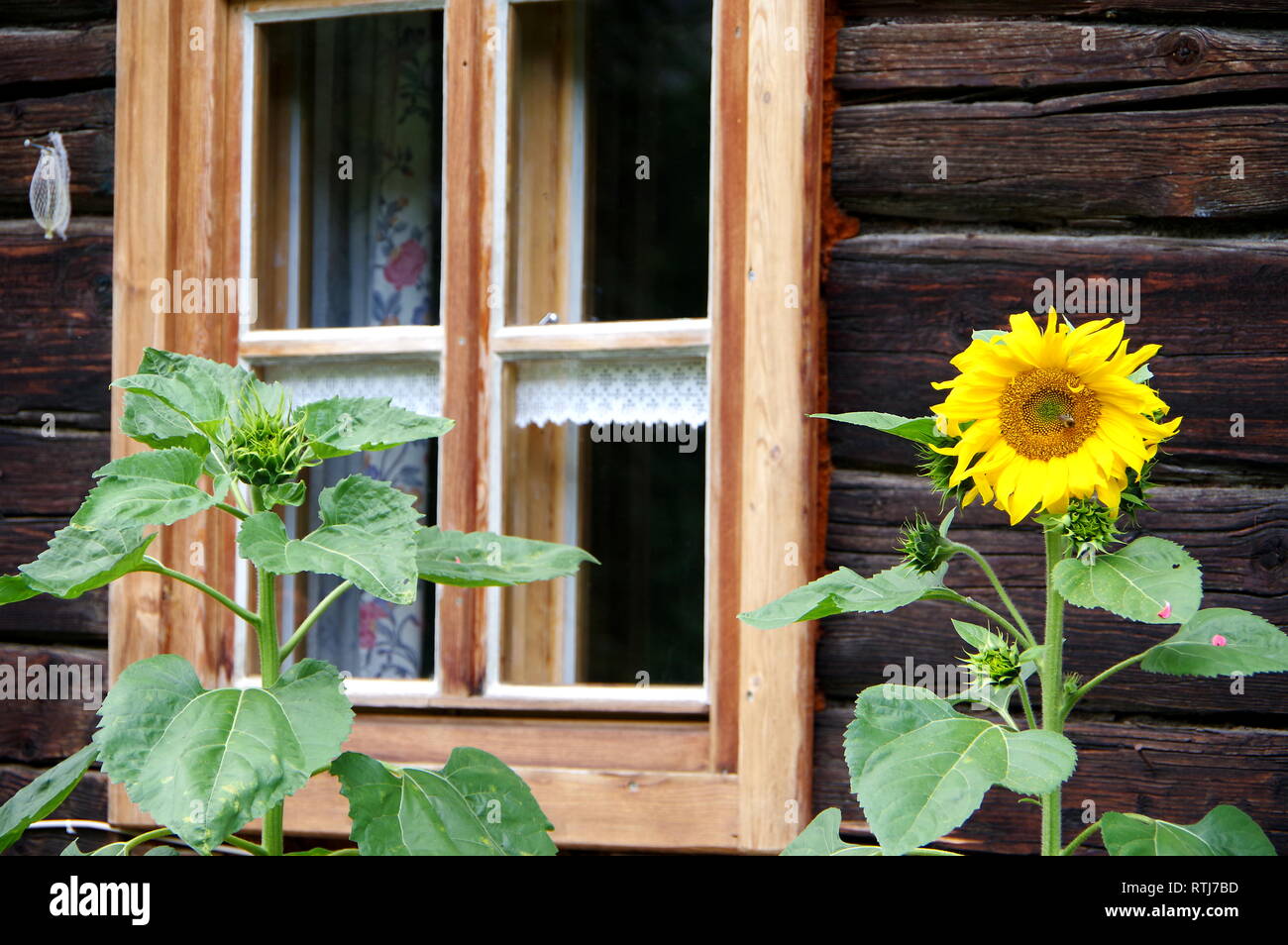 Wooden facade with sunflower in front of the window Stock Photo