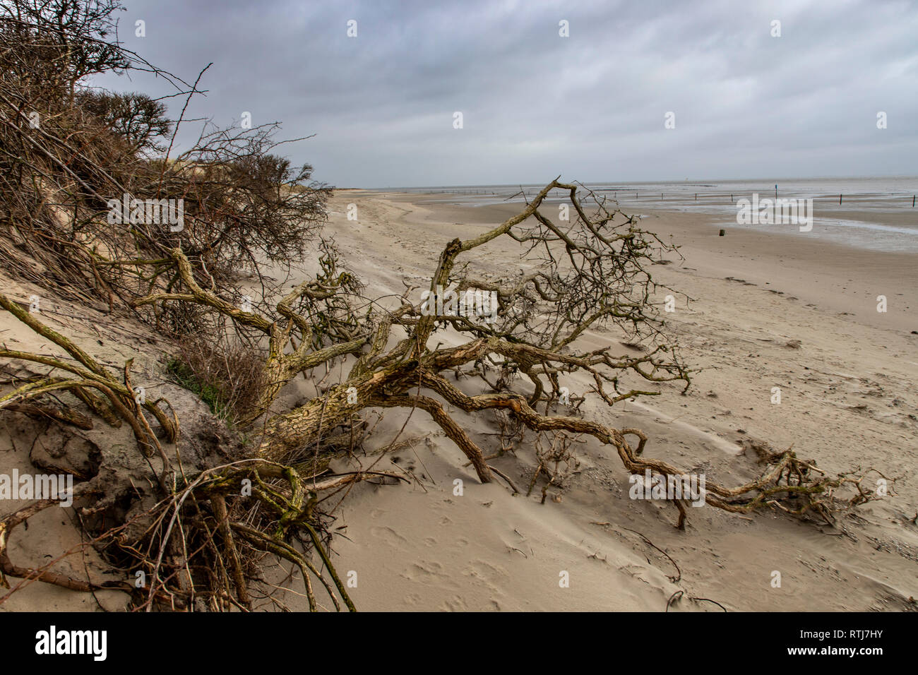 North Sea island Langeoog, East Frisia , Lower Saxony, dune landscape, Germany Stock Photo