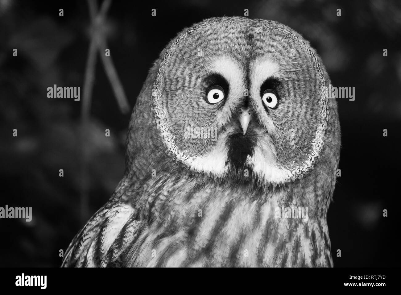The Great Grey Owl or Lapland Owl, Strix nebulosa Stock Photo