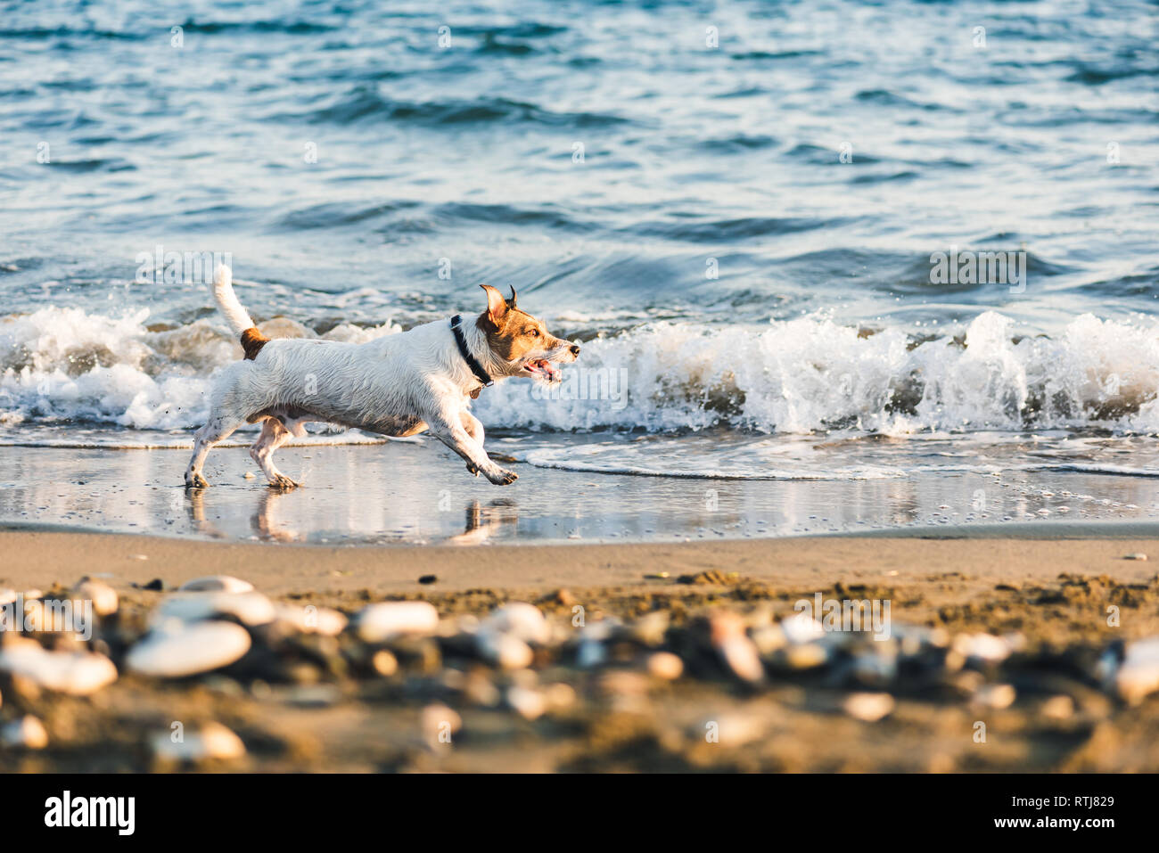 Dog on beach running along water line with wave coming Stock Photo
