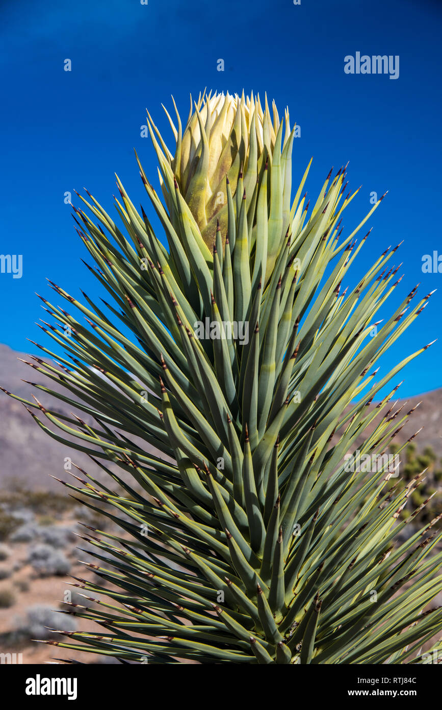 Joshua Trees in bloom and Cholla Cactus. Stock Photo