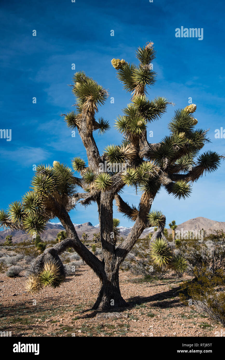 Joshua Trees in bloom and Cholla Cactus. Stock Photo