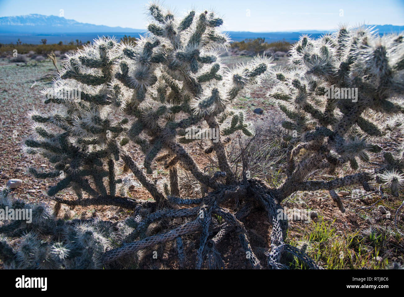 Joshua Trees in bloom and Cholla Cactus. Stock Photo