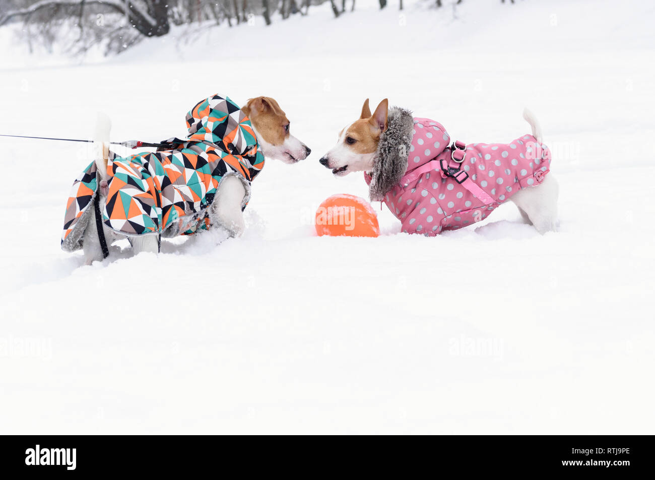 Pet fashion winter collection with dogs wearing trendy coats with polka-dot and polygonal patterns Stock Photo