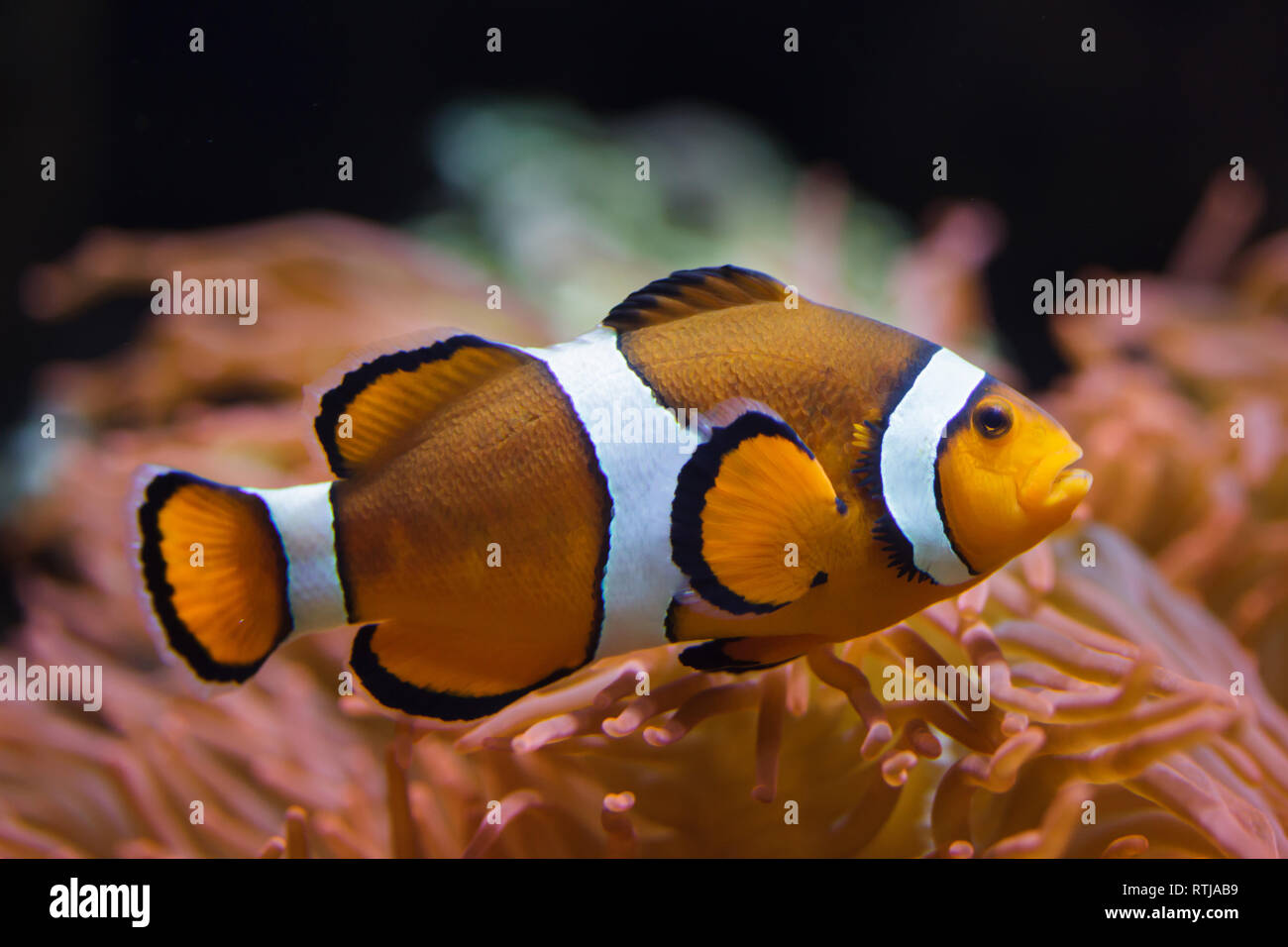 Ocellaris clownfish (Amphiprion ocellaris), also known as the false percula clownfish, swimming in the magnificent sea anemone (Heteractis magnifica). Stock Photo